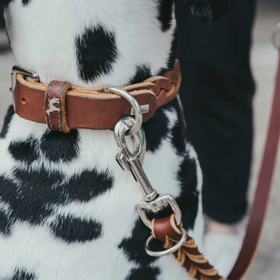 Sale Solid Education Special Halsbånd 45 Cognac Hvalpehalsbånd - Bløde Og Sikre Halsbånd Med Perfekt Pasform Til Din Hvalp|Hundehalsbånd Med Stil - Komfort Og Sikkerhed Til Din Hund