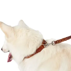 Sale Solid Education Special Halsbånd 45 Cognac Hvalpehalsbånd - Bløde Og Sikre Halsbånd Med Perfekt Pasform Til Din Hvalp|Hundehalsbånd Med Stil - Komfort Og Sikkerhed Til Din Hund