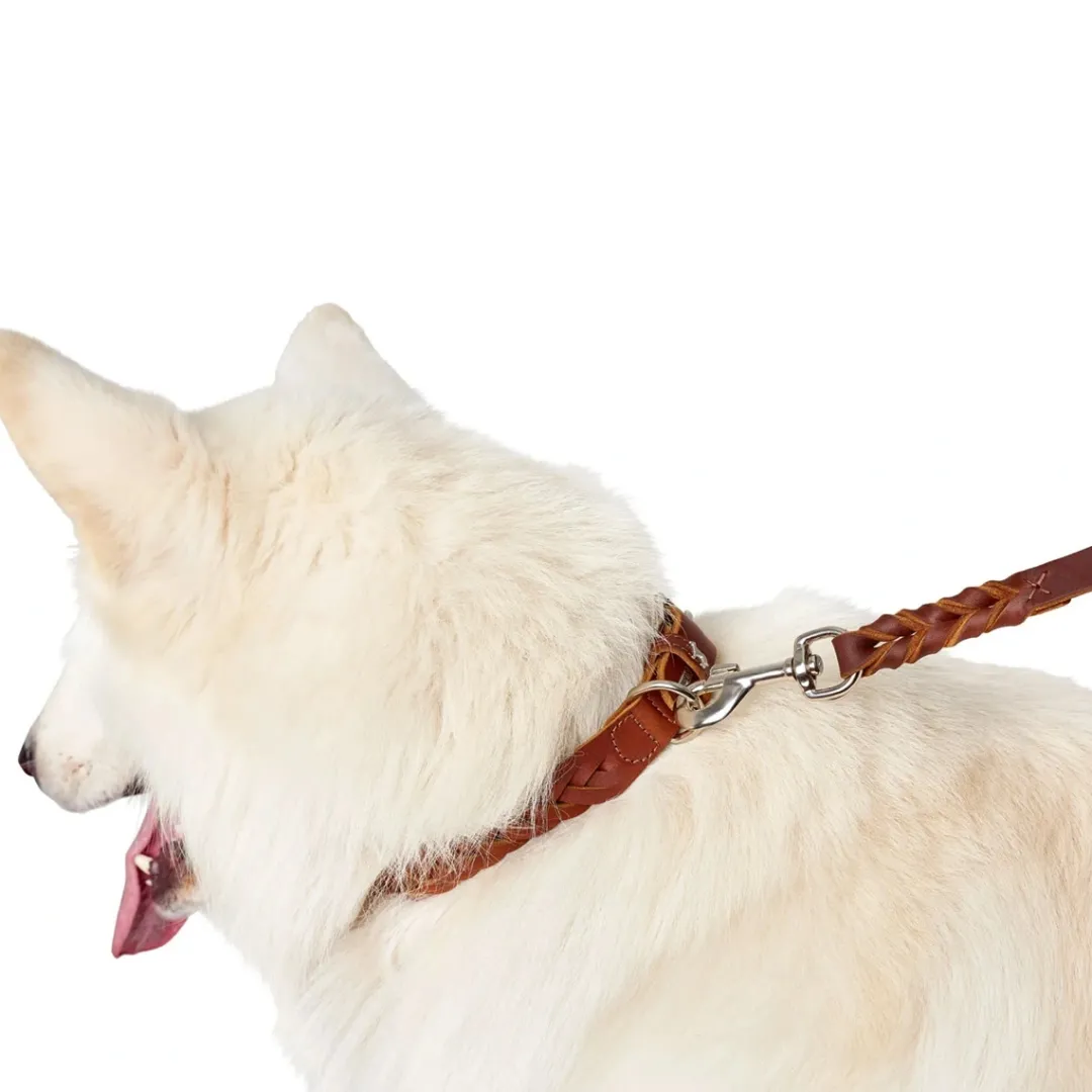 Sale Solid Education Special Halsbånd 45 Cognac Hvalpehalsbånd - Bløde Og Sikre Halsbånd Med Perfekt Pasform Til Din Hvalp|Hundehalsbånd Med Stil - Komfort Og Sikkerhed Til Din Hund