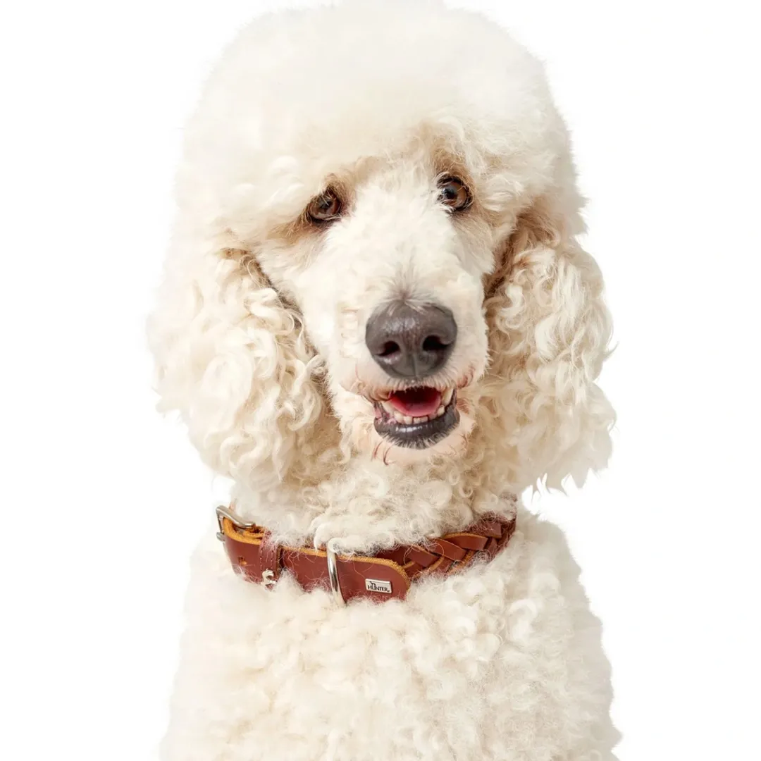 Sale Solid Education Special Halsbånd 45 Cognac Hvalpehalsbånd - Bløde Og Sikre Halsbånd Med Perfekt Pasform Til Din Hvalp|Hundehalsbånd Med Stil - Komfort Og Sikkerhed Til Din Hund