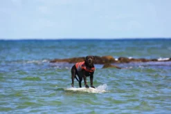 Online Svømmevest Medium Hundetøj Til Hvalpe - Varme Dækkener Og Sko Til Trygge Gåture|Hundetøj Til Alle Hunde Med Varme Dækkener Og Sko