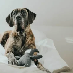 New Tirana Bjørn M - bamse til mellemstore hunde Hundelegetøj Til Alle Hunde Leg Og Aktivering Året Rundt|Legetøj Til Hvalpe - Sjov Leg, Aktivering Og Tryghed Fra Første Dag