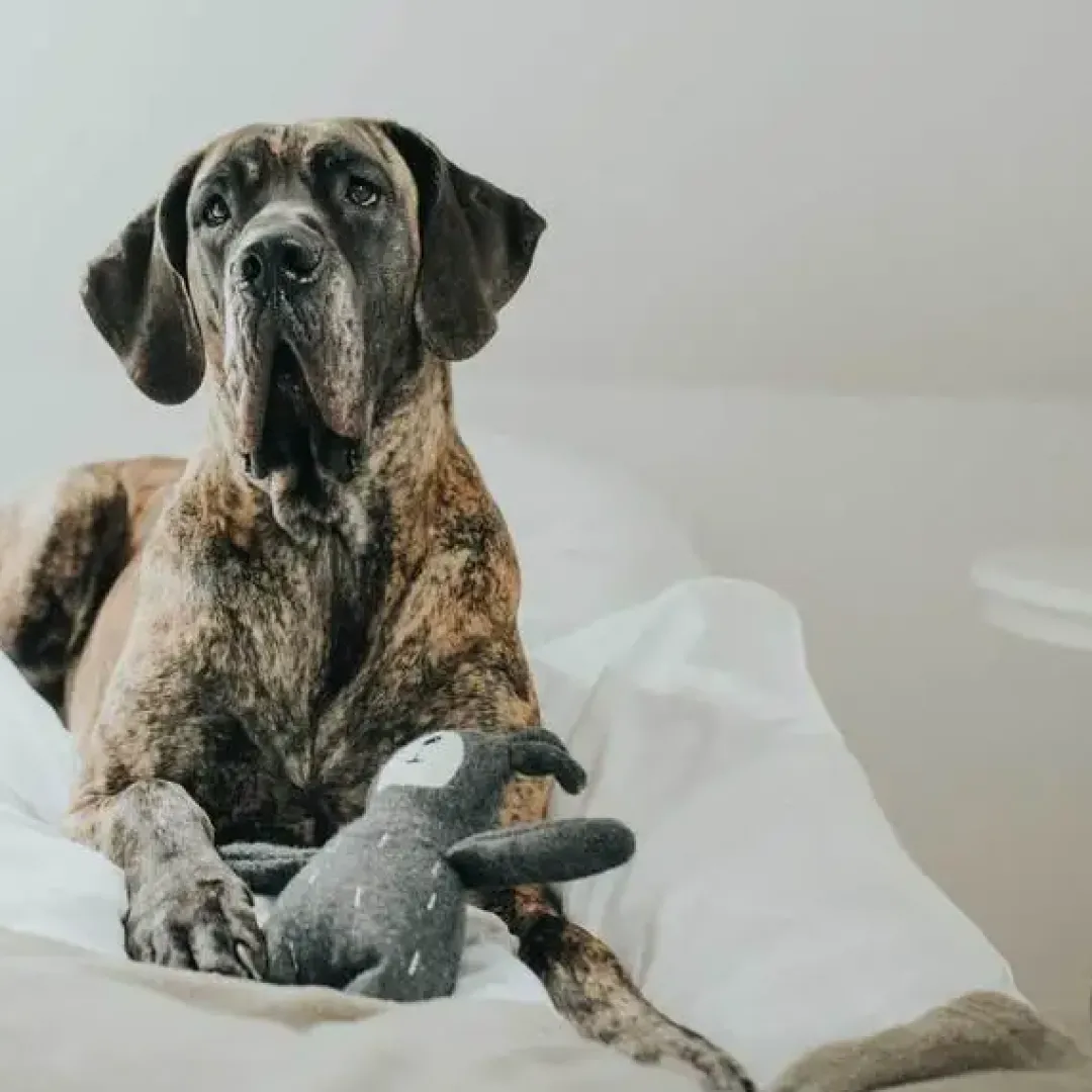 New Tirana Bjørn M - bamse til mellemstore hunde Hundelegetøj Til Alle Hunde Leg Og Aktivering Året Rundt|Legetøj Til Hvalpe - Sjov Leg, Aktivering Og Tryghed Fra Første Dag