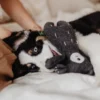 New Tirana Bjørn S - bamse til små hunde Hundelegetøj Til Alle Hunde Leg Og Aktivering Året Rundt|Legetøj Til Hvalpe - Sjov Leg, Aktivering Og Tryghed Fra Første Dag