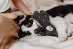 New Tirana Bjørn S - bamse til små hunde Hundelegetøj Til Alle Hunde Leg Og Aktivering Året Rundt|Legetøj Til Hvalpe - Sjov Leg, Aktivering Og Tryghed Fra Første Dag