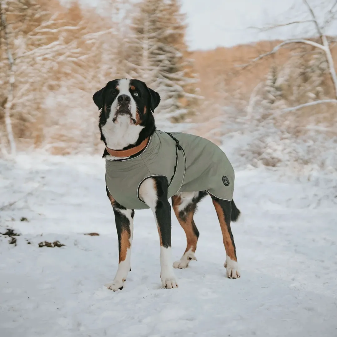 Sale Uppsala dækken Khaki grøn 30 cm Hundetøj Til Hvalpe - Varme Dækkener Og Sko Til Trygge Gåture|Hundetøj Til Alle Hunde Med Varme Dækkener Og Sko