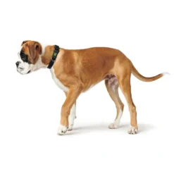 Outlet Vario Basic Halsbånd Sort M 30-45 cm - Ekstra bredt og komfortabelt halsbånd Hvalpehalsbånd - Bløde Og Sikre Halsbånd Med Perfekt Pasform Til Din Hvalp|Hundehalsbånd Med Stil - Komfort Og Sikkerhed Til Din Hund