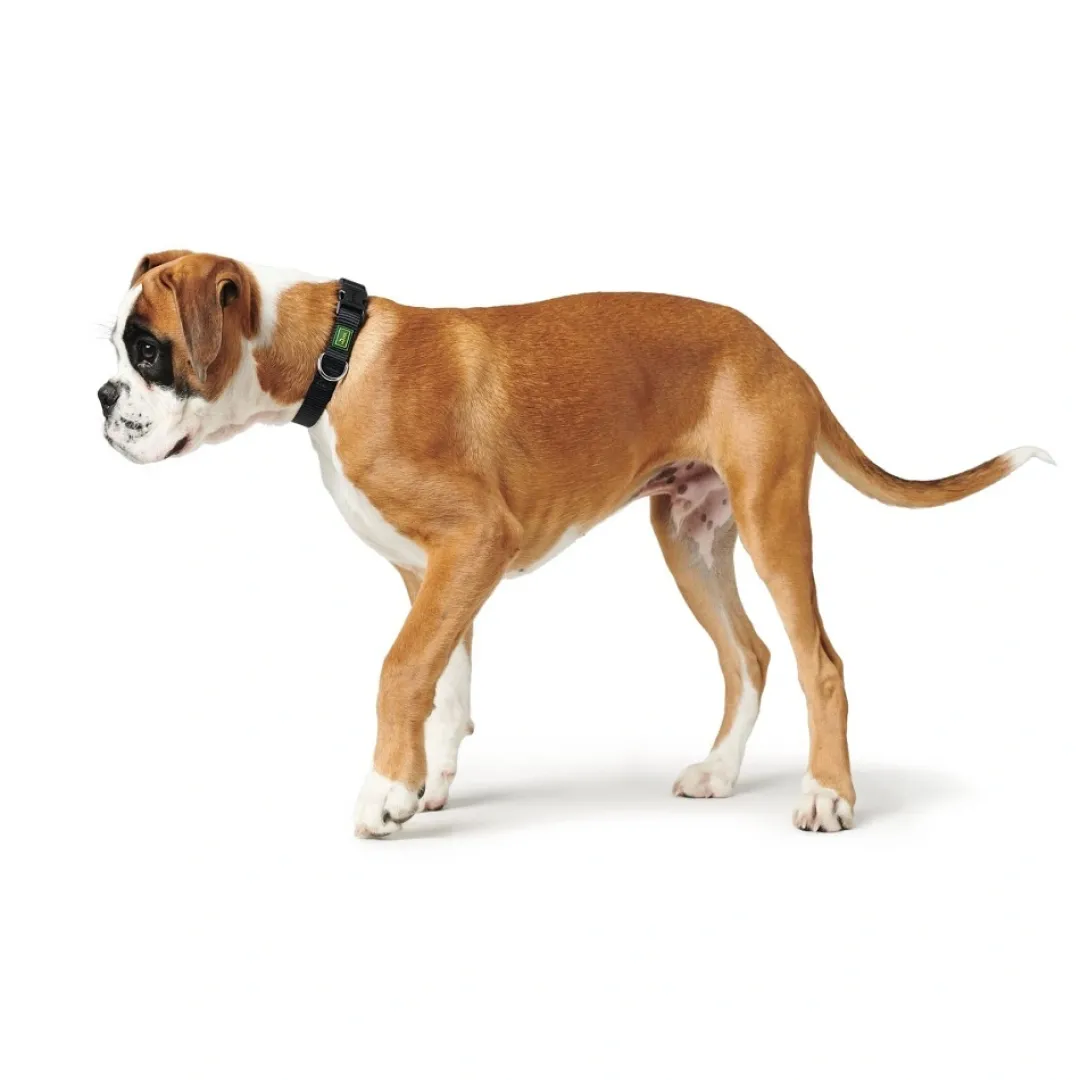 Discount Vario Basic Halsbånd Sort S 22-35 cm - Komfortabelt nylonhalsbånd Hvalpehalsbånd - Bløde Og Sikre Halsbånd Med Perfekt Pasform Til Din Hvalp|Hundehalsbånd Med Stil - Komfort Og Sikkerhed Til Din Hund