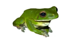 Sale Hvidlæbet løvfrø ( Litoria infrafrenata) Krybdyr