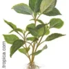 Discount Hygrophila corymbosa. Akvarieplanter