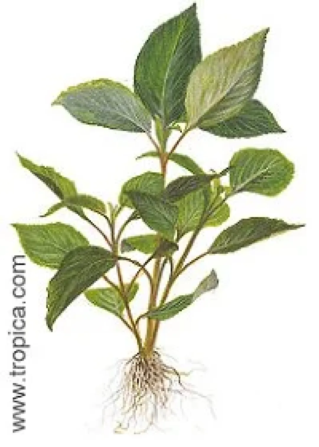 Discount Hygrophila corymbosa. Akvarieplanter