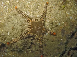 Clearance Ikon Søstjerne (Iconaster longimanus) Anemone, Bløddyr Og Snegle Til Saltvand