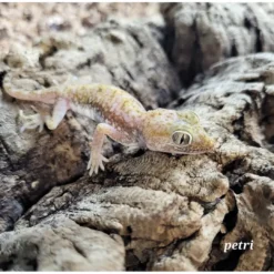 Best Israelsk Ørkengecko - Stenodactylus petri Krybdyr