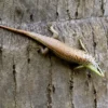 Best Javan emerald Treeskink(Dasia olivacea) Krybdyr