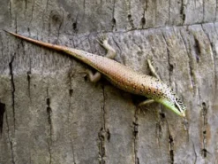 Best Javan emerald Treeskink(Dasia olivacea) Krybdyr