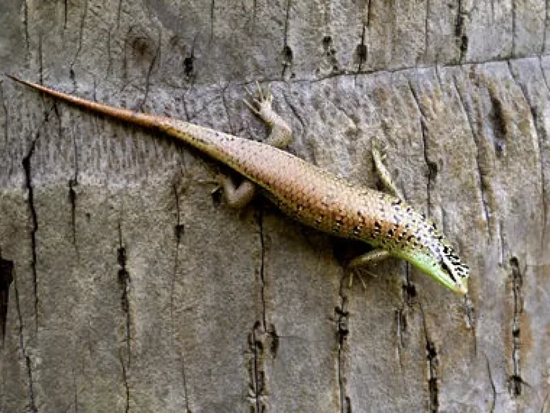 Best Javan emerald Treeskink(Dasia olivacea) Krybdyr