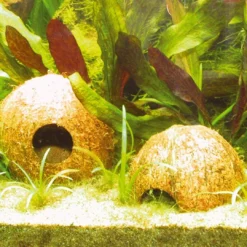 Sale Cocos Cava 3/4 hule Huler Til Terrarier