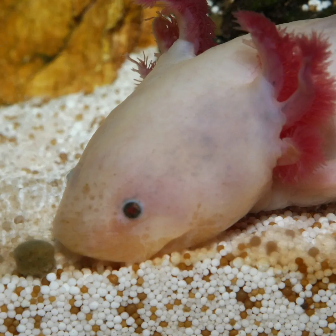 Sale NovoLotl M 250 ml (Til Axolotl) Fiskefoder Til Ferskvandsfisk|Foder & Vitaminer Til Krybdyr
