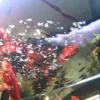 Novored 250 ml Fiskefoder Til Ferskvandsfisk