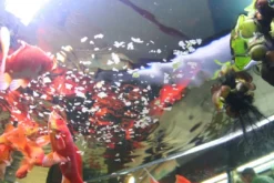Novored 250 ml Fiskefoder Til Ferskvandsfisk