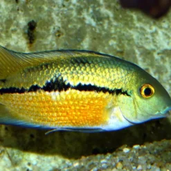 New ProNovo Cichlid Grano M 250 ml Fiskefoder Til Ferskvandsfisk