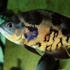Online Pronovo Cichlid Grano XL 1 Liter Fiskefoder Til Ferskvandsfisk
