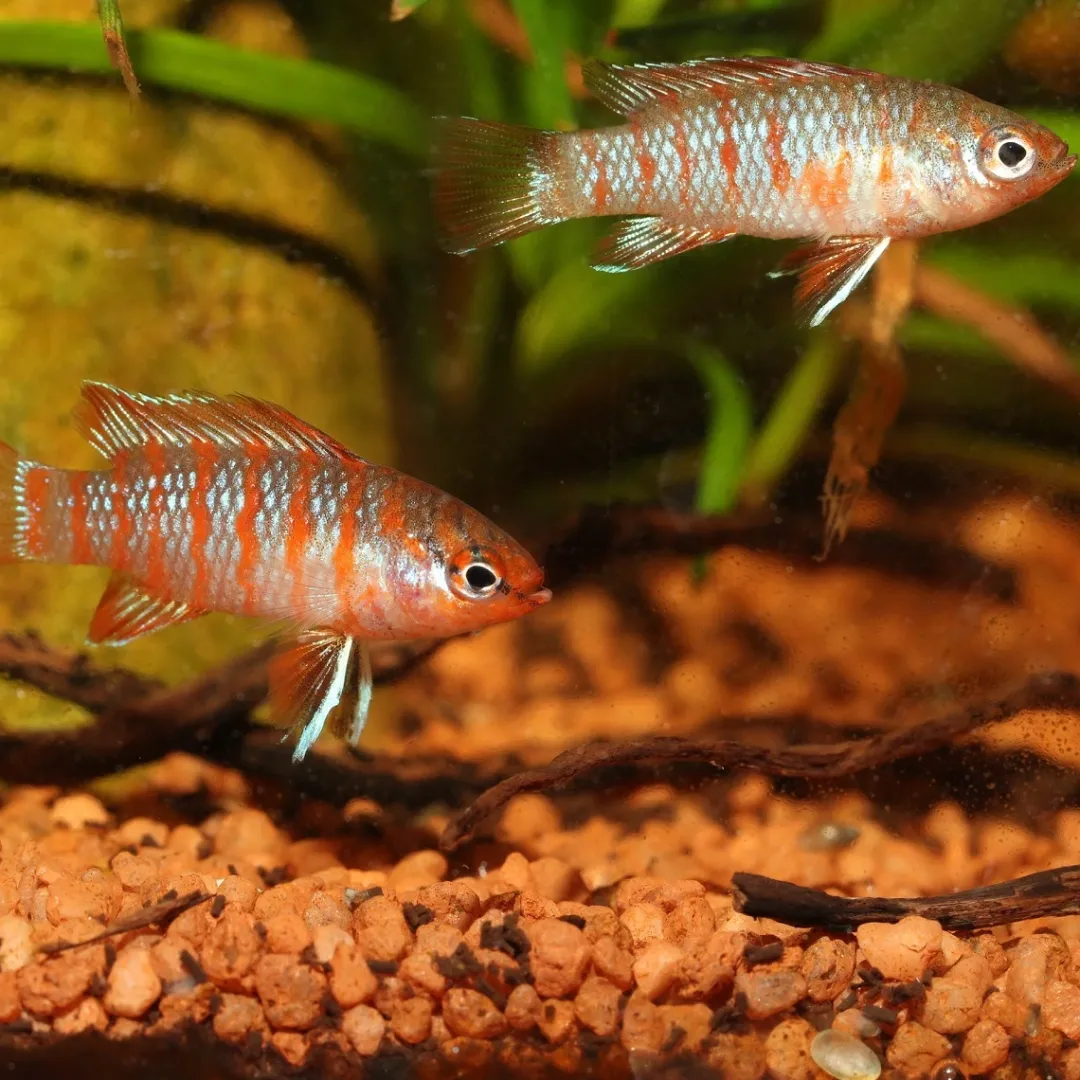 Discount ProNovo Cichlid S Grano 100 ml Klik Fiskefoder Til Ferskvandsfisk