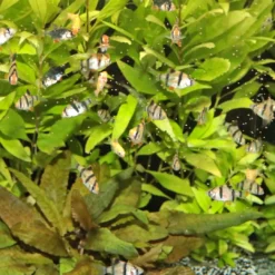 ProNovo Danio Grano XS 100 ml Fiskefoder Til Ferskvandsfisk