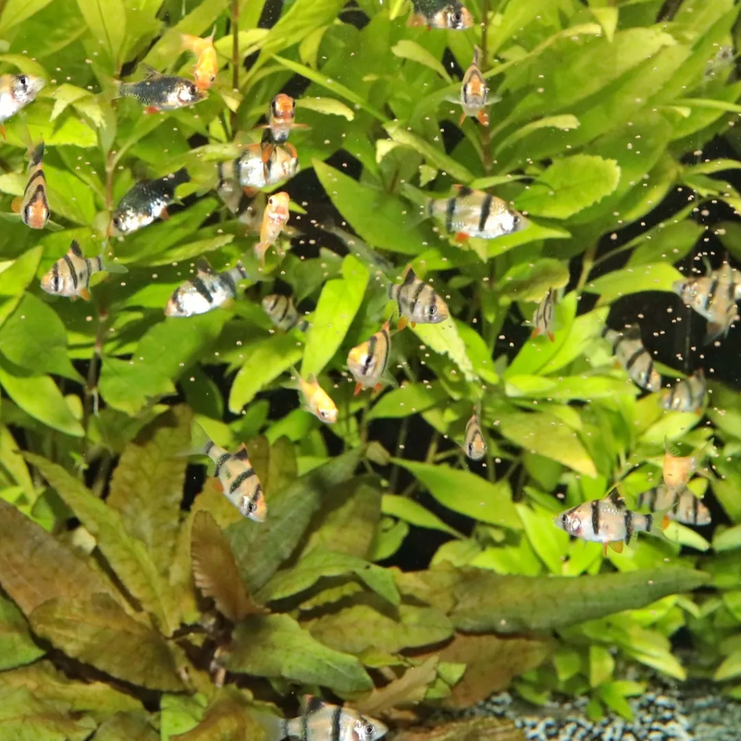 ProNovo Danio Grano XS 100 ml Fiskefoder Til Ferskvandsfisk