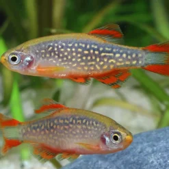 ProNovo Danio Grano XS 100 ml Fiskefoder Til Ferskvandsfisk