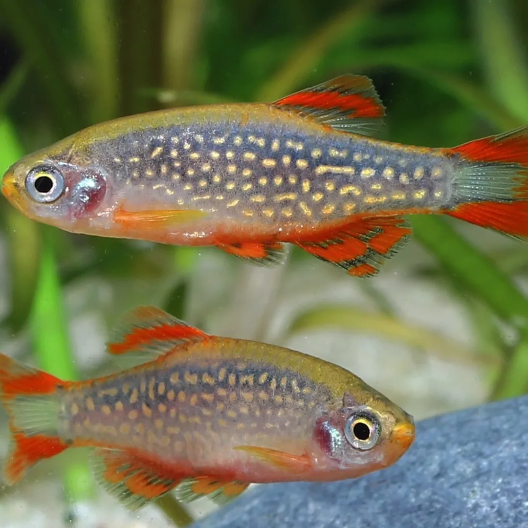 ProNovo Danio Grano XS 100 ml Fiskefoder Til Ferskvandsfisk