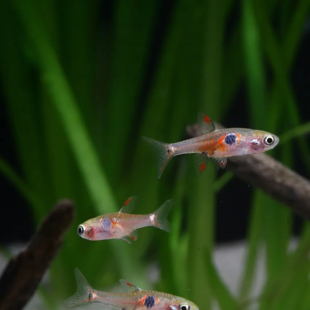 ProNovo Danio Grano XS 100 ml Fiskefoder Til Ferskvandsfisk