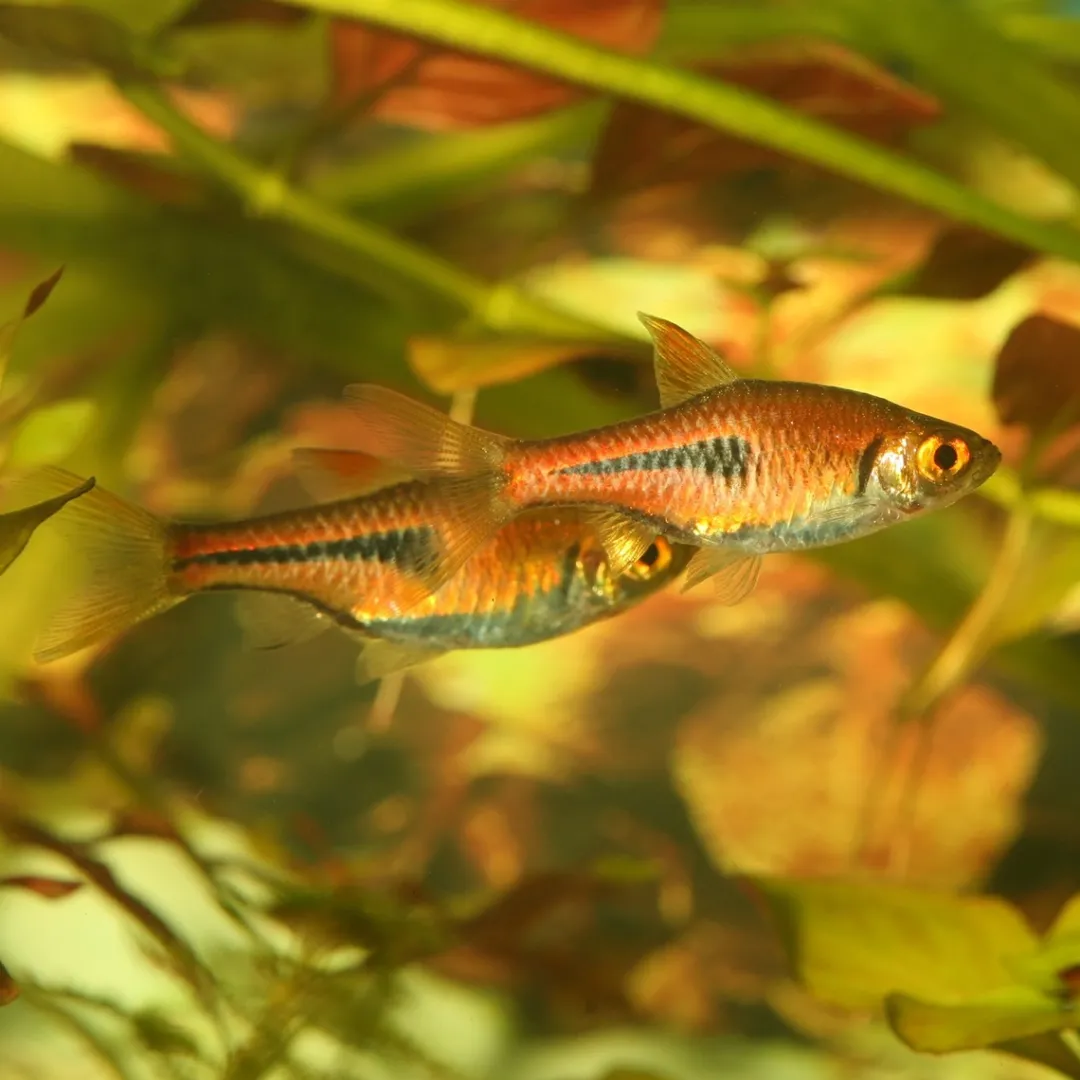 ProNovo Danio Grano XS 100 ml Fiskefoder Til Ferskvandsfisk