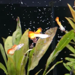 Sale ProNovo Guppy fiskefoder 100 ml Flagefoder Fiskefoder Til Ferskvandsfisk