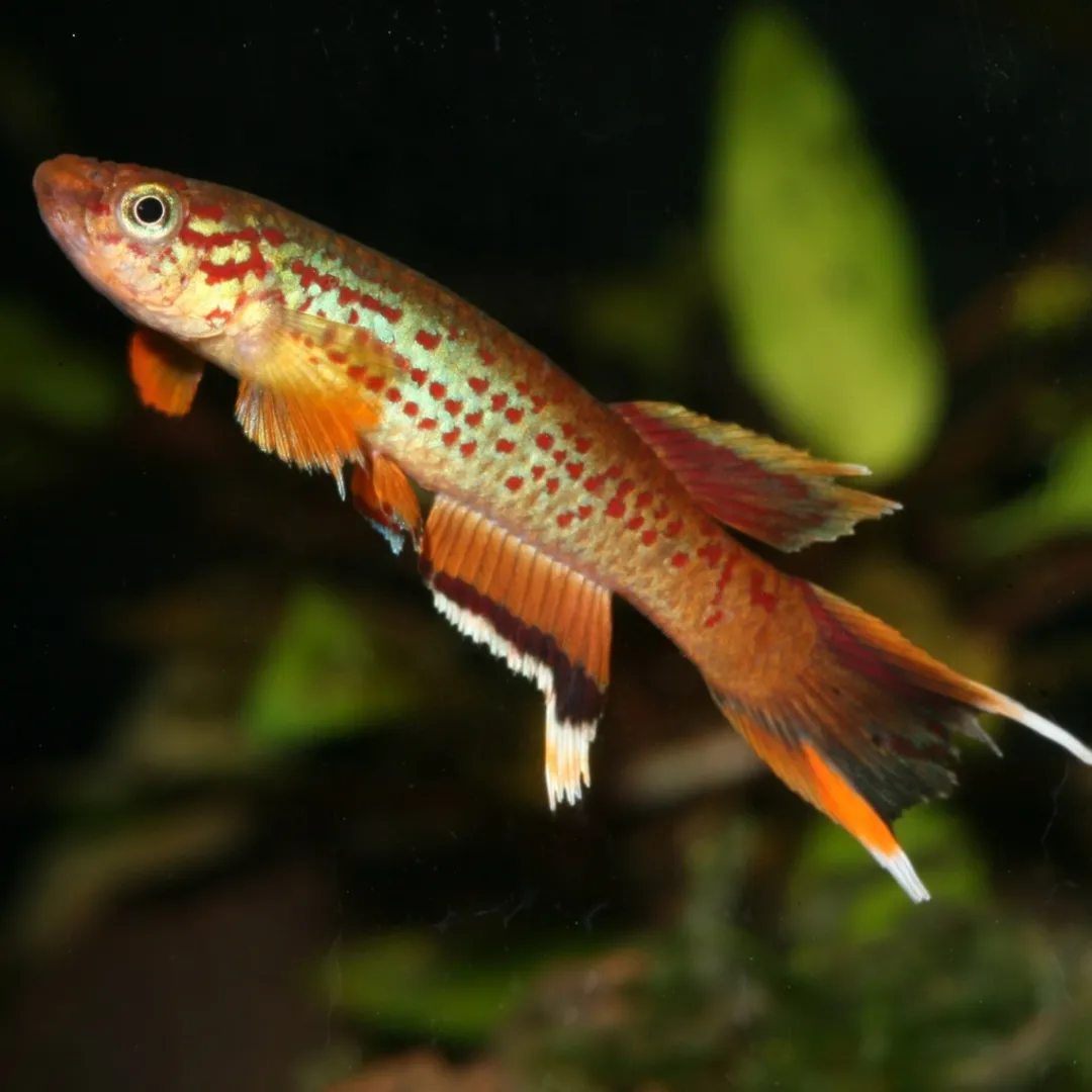 Discount ProNovo Killi fisk Grano S 100 ml Fiskefoder Til Ferskvandsfisk