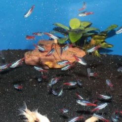 Outlet ProNovo Neon Grano XXS 100 ml Fiskefoder Til Ferskvandsfisk