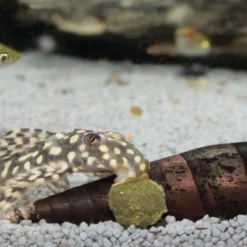 Sale Pronovo Pleco Wafer M 250 ml Fiskefoder Til Ferskvandsfisk