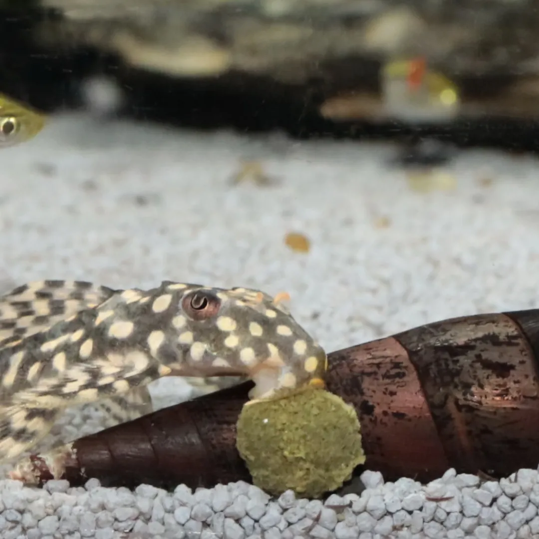 Sale Pronovo Pleco Wafer M 250 ml Fiskefoder Til Ferskvandsfisk