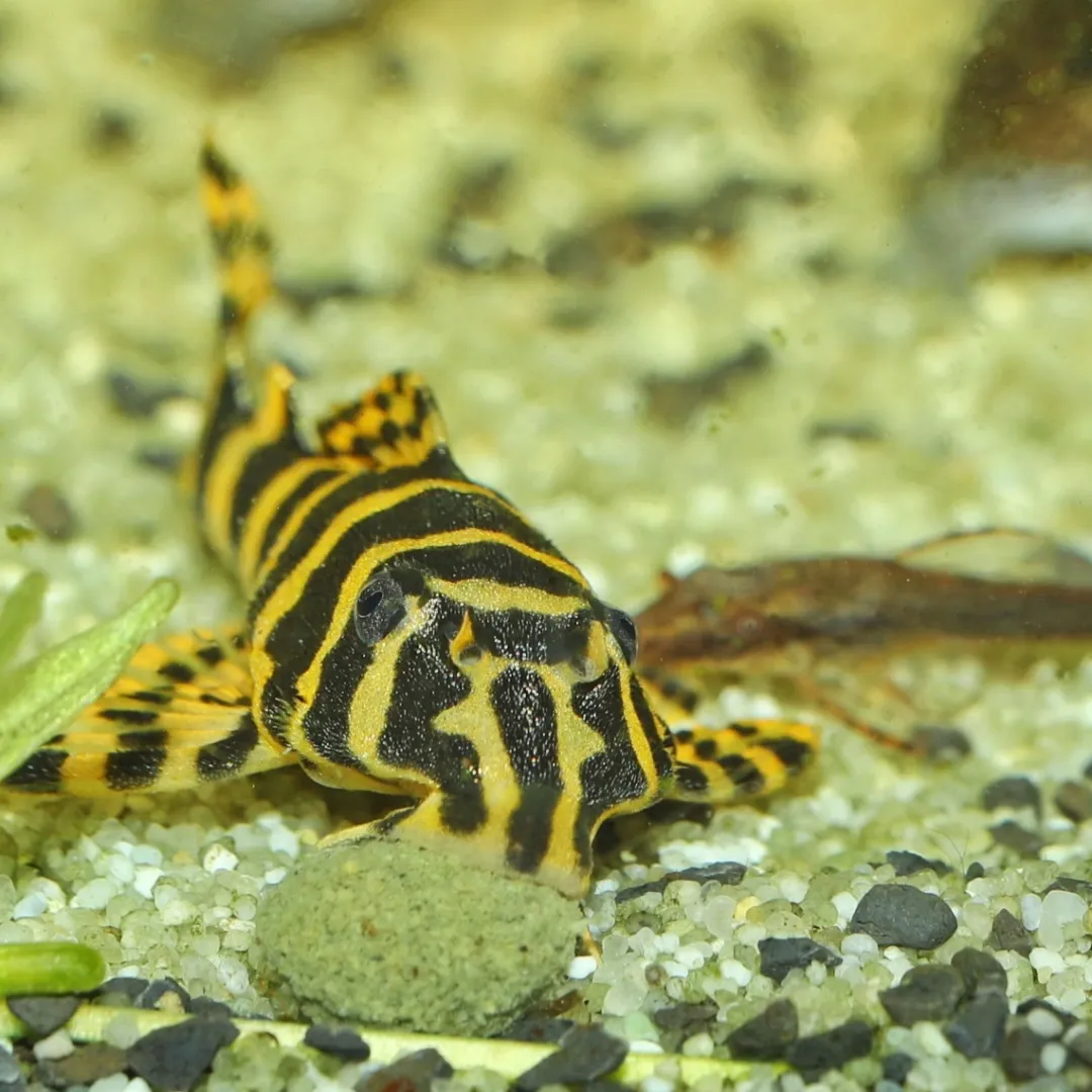 Sale Pronovo Pleco Wafer M 250 ml Fiskefoder Til Ferskvandsfisk