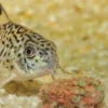 Clearance ProNovo Tab M 5,5 Liter 2,9 kg Fiskefoder Til Ferskvandsfisk