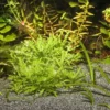 Outlet Sansibar Grå 5 kg Akvariegrus Aquascaping