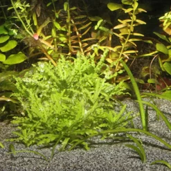 Outlet Sansibar Grå 5 kg Akvariegrus Aquascaping