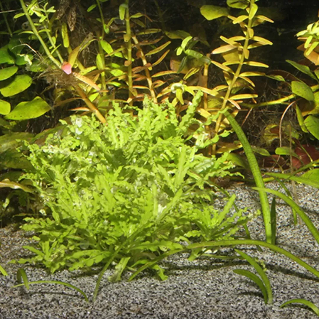 Outlet Sansibar Grå 5 kg Akvariegrus Aquascaping