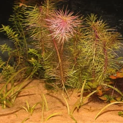 Sansibar Orange 10 kg Akvariegrus Aquascaping