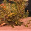Discount Sansibar Rød 10 kg Akvariegrus Aquascaping