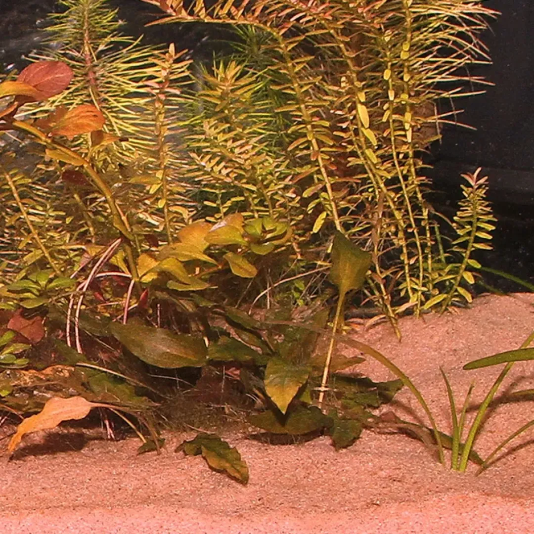 Discount Sansibar Rød 10 kg Akvariegrus Aquascaping