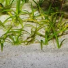 Outlet Sansibar River 10 kg Akvariegrus Aquascaping