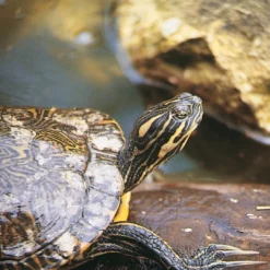 Best Skildpaddesol Aqua 10 ml til sumpskildpadder Tilbehør Til Terrarier