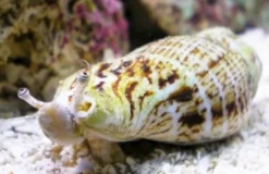 Hot Jordbær snegl (Conomurex luhuanus) Anemone, Bløddyr Og Snegle Til Saltvand