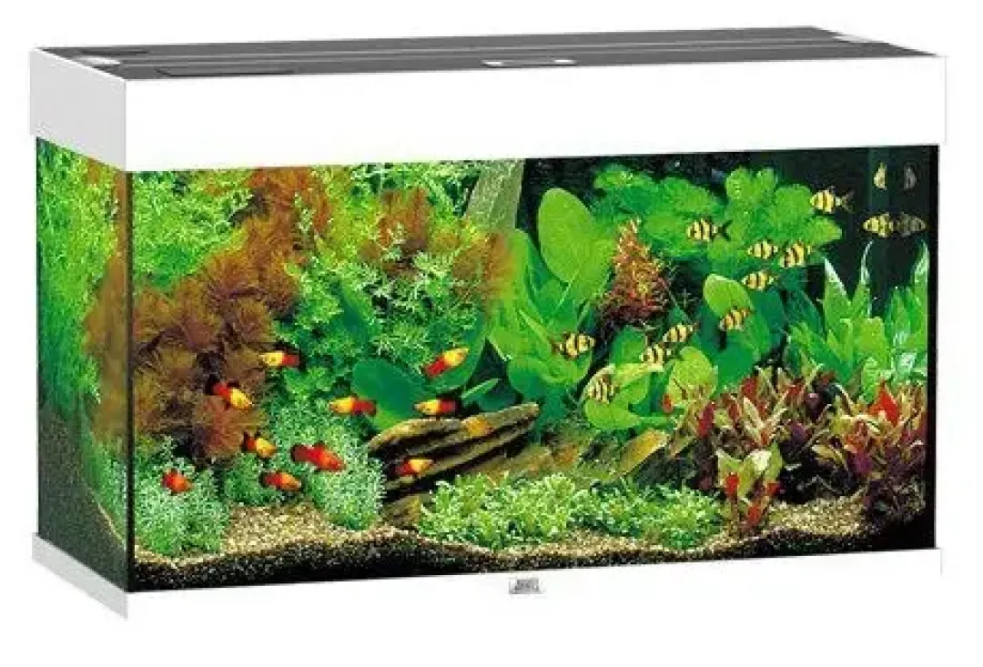 Discount Rio 125 Hvid Akvarier